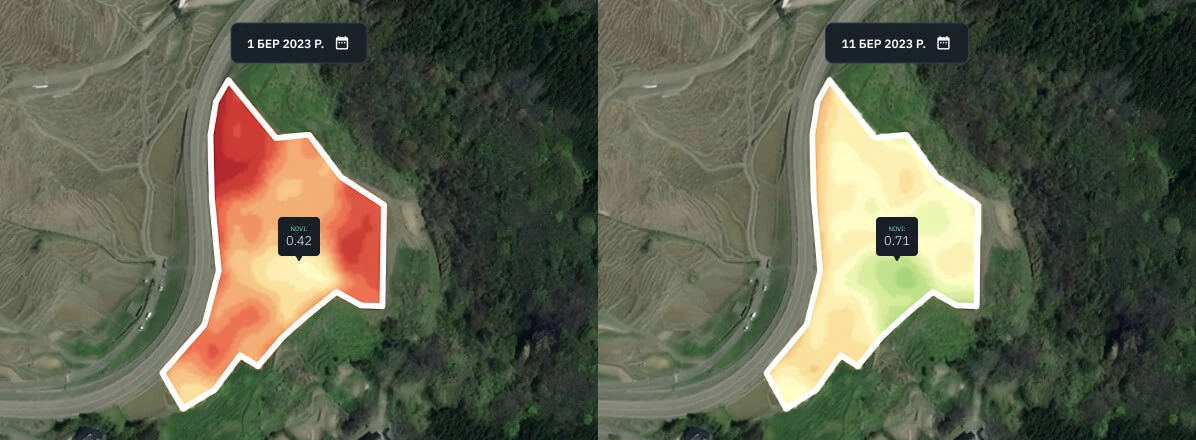 NDVI для рисового поля