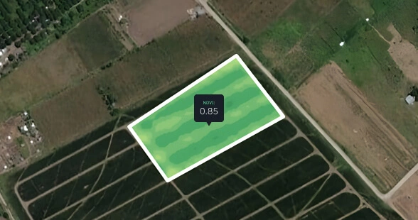 NDVI of a pineapple field